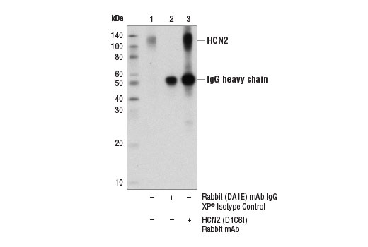 Immunoprecipitation Image 1: HCN2 (D1C6I) Rabbit mAb