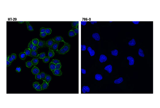 Immunofluorescence Image 1: EphB4 (D1C7N) Rabbit mAb