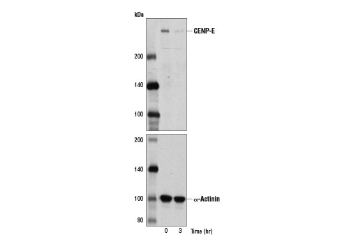 Western Blotting Image 1: CENP-E Antibody