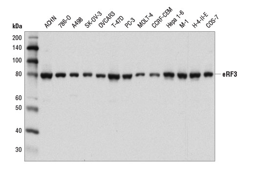 Western Blotting Image 1: eRF3 Antibody