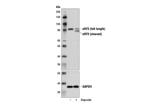 Western Blotting Image 2: eRF3 Antibody
