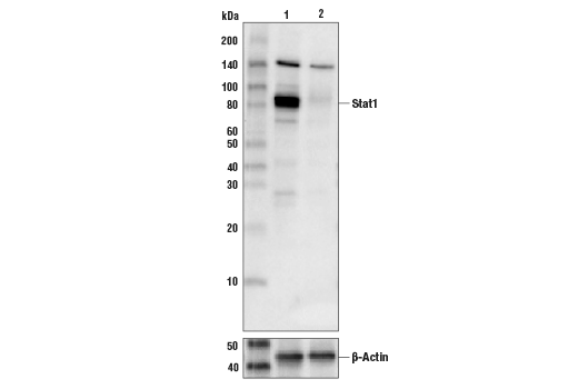  Image 2: IFN (Type I/III) Signaling Pathway Antibody Sampler Kit