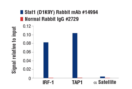 Chromatin Immunoprecipitation Image 1: Stat1 (D1K9Y) Rabbit mAb