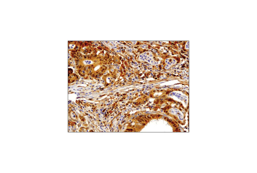 Immunohistochemistry Image 1: Stat1 (D4Y6Z) Rabbit mAb (BSA and Azide Free)