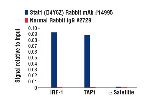 Chromatin Immunoprecipitation Image 1: Stat1 (D4Y6Z) Rabbit mAb
