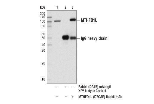 Immunoprecipitation Image 1: MTHFD1L (D7O8E) Rabbit mAb
