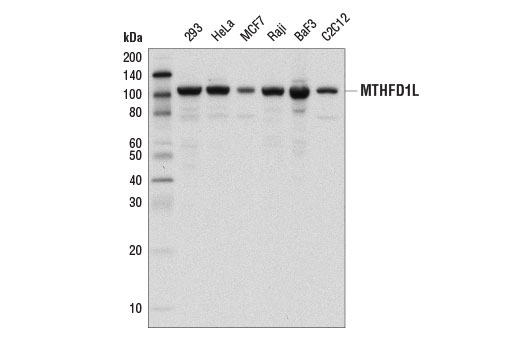  Image 2: One-Carbon Metabolism Antibody Sampler Kit