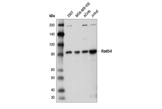  Image 6: Homologous Recombination (HR) DNA Repair Antibody Sampler Kit
