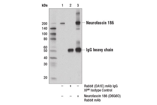 Immunoprecipitation Image 1: Neurofascin 186 (D6G6O) Rabbit mAb