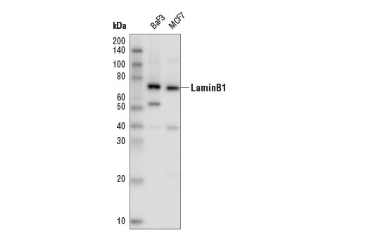 Western Blotting Image 1: Lamin B1 (D9V6H) Rabbit mAb (HRP Conjugate)