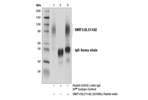 Immunoprecipitation Image 1: DMT1/SLC11A2 (D3V8G) Rabbit mAb