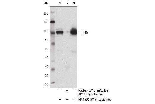 Immunoprecipitation Image 1: HRS (D7T5N) Rabbit mAb