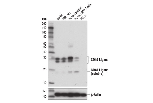  Image 2: Human T Cell Co-inhibitory and Co-stimulatory Receptor IHC Antibody Sampler Kit