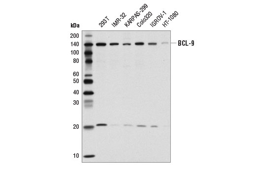 Western Blotting Image 1: BCL9 Antibody