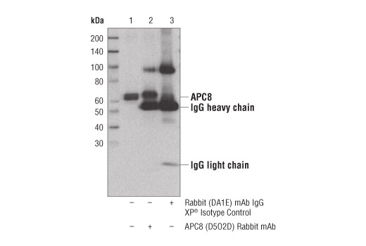 Immunoprecipitation Image 1: APC8 (D5O2D) Rabbit mAb