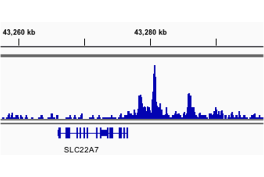 Chromatin Immunoprecipitation Image 1: Aiolos (D1C1E) Rabbit mAb