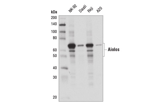 Western Blotting Image 1: Aiolos (D1C1E) Rabbit mAb (BSA and Azide Free)