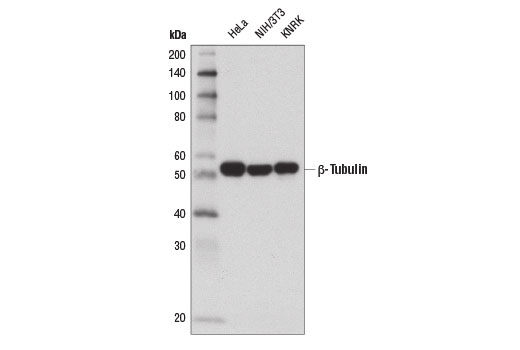 Western Blotting Image 1: β-Tubulin (D2N5G) Rabbit mAb