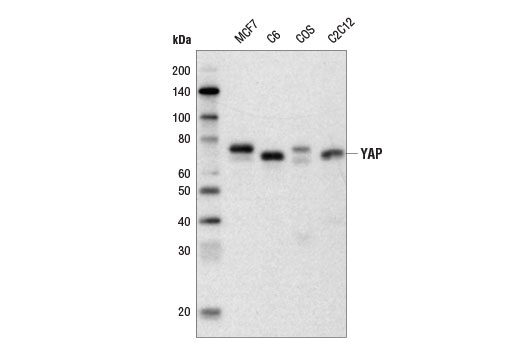Western Blotting Image 1: YAP (D8H1X) XP® Rabbit mAb (Biotinylated)