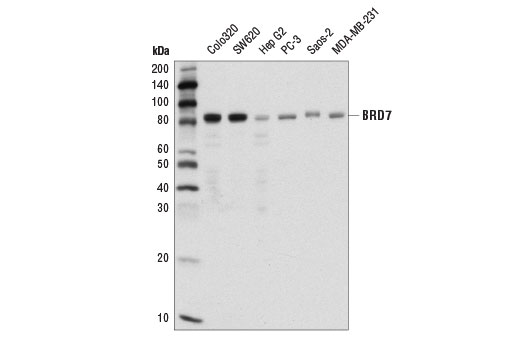  Image 3: PBAF Complex Antibody Sampler Kit