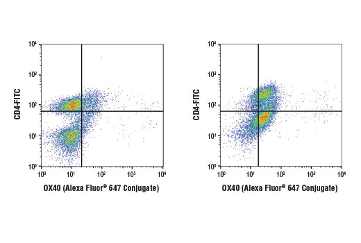 Flow Cytometry Image 1: OX40 (D1S6L) Rabbit mAb (Alexa Fluor® 647 Conjugate)