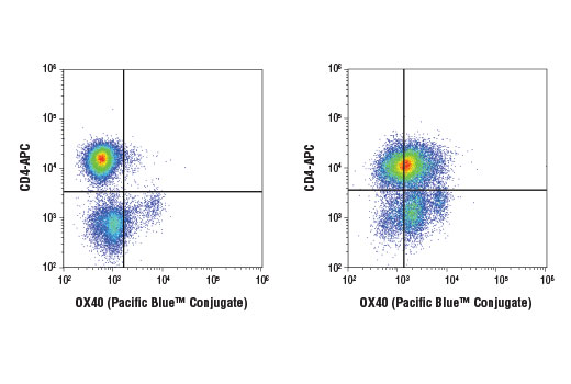 Flow Cytometry Image 1: OX40 (D1S6L) Rabbit mAb (Pacific Blue™ Conjugate)