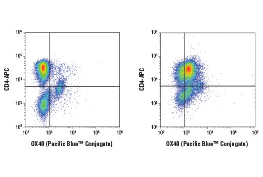 Flow Cytometry Image 1: OX40 (D4N3K) Rabbit mAb (Pacific Blue™ Conjugate)