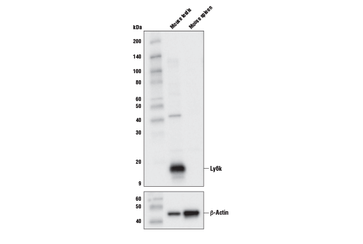Western Blotting Image 1: Ly6k Antibody