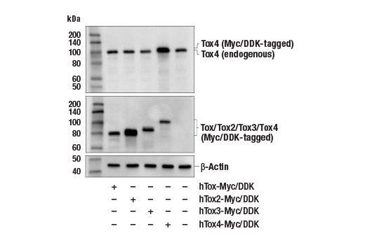 Western Blotting Image 2: Tox4 Antibody