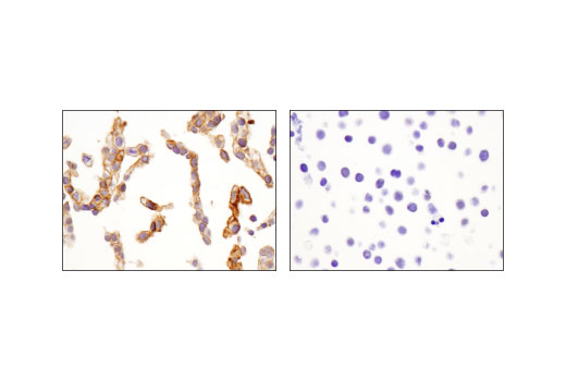 Immunohistochemistry Image 1: Jagged1 (D4Y1R) XP® Rabbit mAb (BSA and Azide Free)