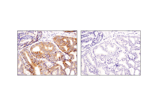 Immunohistochemistry Image 3: Jagged1 (D4Y1R) XP® Rabbit mAb (BSA and Azide Free)