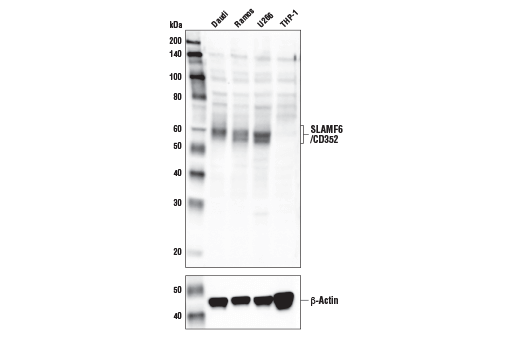 Western Blotting Image 1: SLAMF6/CD352 Antibody