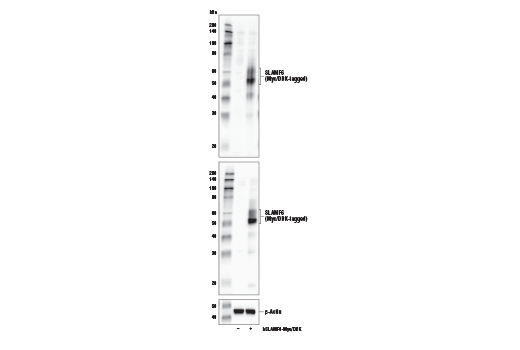 Western Blotting Image 2: SLAMF6/CD352 Antibody