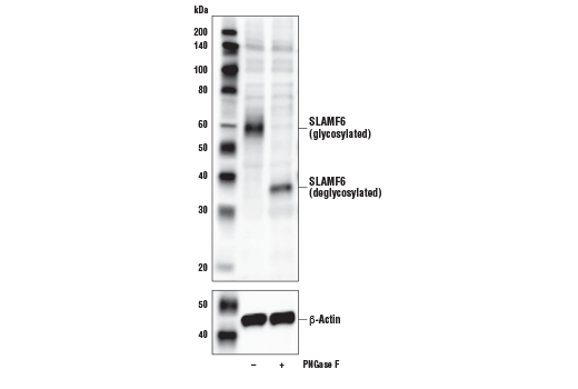Western Blotting Image 3: SLAMF6/CD352 Antibody