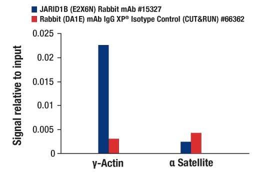 CUT and RUN Image 3: JARID1B (E2X6N) Rabbit mAb