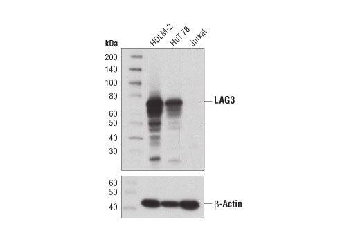  Image 5: Human T Cell Co-inhibitory and Co-stimulatory Receptor IHC Antibody Sampler Kit