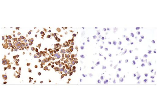  Image 23: Human T Cell Co-inhibitory and Co-stimulatory Receptor IHC Antibody Sampler Kit