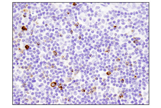  Image 39: Human T Cell Co-inhibitory and Co-stimulatory Receptor IHC Antibody Sampler Kit