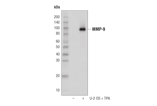 Western Blotting Image 1: MMP-9 (D6O3H) XP® Rabbit mAb (Biotinylated)