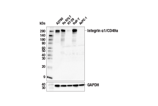 Western Blotting Image 1: Integrin α1/CD49a (E9K2J) XP® Rabbit mAb
