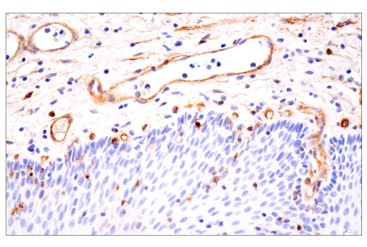 Immunohistochemistry Image 10: Integrin α1/CD49a (E9K2J) XP® Rabbit mAb