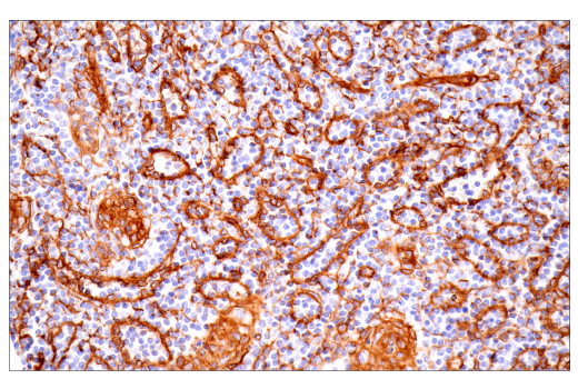 Immunohistochemistry Image 5: Integrin α1/CD49a (E9K2J) XP® Rabbit mAb