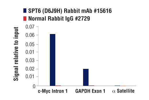 Chromatin Immunoprecipitation Image 1: SPT6 (D6J9H) Rabbit mAb