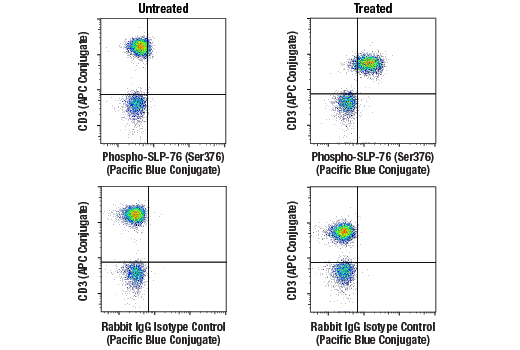 Flow Cytometry Image 1: Phospho-SLP-76 (Ser376) (E3G9U) XP® Rabbit mAb (Pacific Blue™ Conjugate)