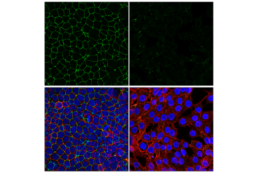 Immunofluorescence Image 1: ZO-1 (6B6E4) Rat mAb