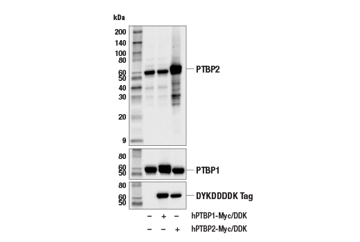 Western Blotting Image 1: PTBP2 Antibody