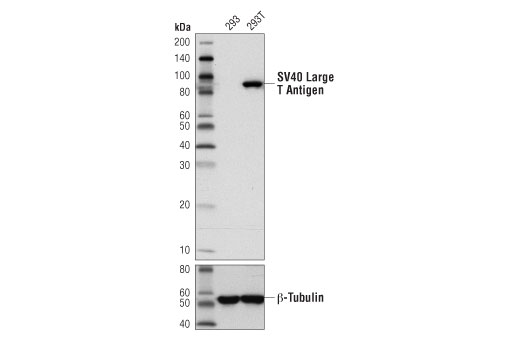 Western Blotting Image 1: SV40 Large T Antigen (D1E9E) Rabbit mAb
