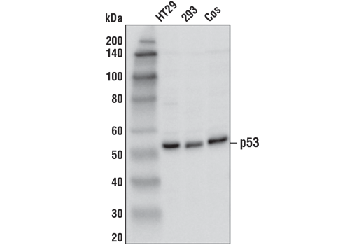 Western Blotting Image 1: p53 (1C12) Mouse mAb (BSA and Azide Free)