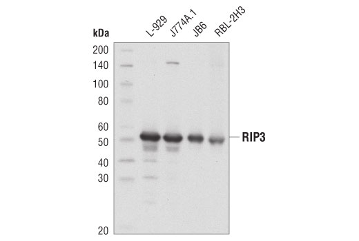  Image 3: PhosphoPlus® RIP3 (Thr231/Ser232) Antibody Duet