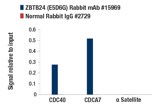 Chromatin Immunoprecipitation Image 1: ZBTB24 (E5D6G) Rabbit mAb